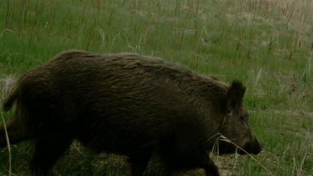 سكان المناطق الريفية في ساسكاتشيوان يعتبرون الخنازير البرية مؤذية للبشر والمواشي والنبات والمحاصيل الزراعية