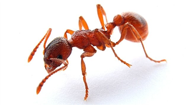 La hormiga colorada (myrmica rubra)