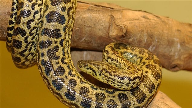 El caso de la narco-anaconda sorprendió a las autoridades. En la foto (de archivo) se observa una anaconda amarilla. La anaconda es una serpiente constrictora que puede llegar medir hasta 10 metros de longitud. 