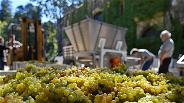 Des grappes de chardonnay du Chateau Montelena en Californie. Des grappes de chardonnay du Chateau Montelena en Californie.