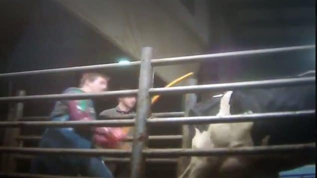 Une vache battue à l'aide d'une barre de fer.