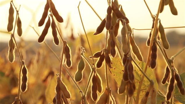 Le soya compte parmi les plantes génétiquement modifiées les plus cultivées dans le monde.