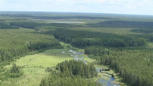 La forêt boréale du Manitoba. La forêt boréale est l'une des plus grandes zones écologiques de la planète. Elle couvre la majeure partie du nord du Canada et s'étend jusqu'en Scandinavie et dans le nord de la Russie.