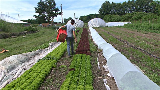 Un agriculteur de Saint-Armand