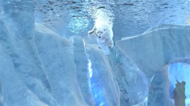 Des ours polaires sous l'eau au zoo du parc Assiniboine à Winnipeg