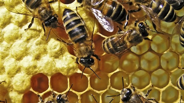 Des abeilles Des abeilles