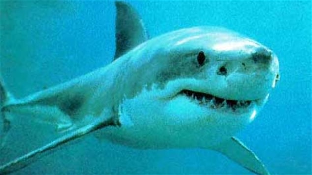On assiste en ce moment au retour du grand requin blanc dans le golfe du Saint-Laurent. Ce requin est connu du grand public pour avoir été le sujet du best-seller Les Dents de la mer de Peter Benchley et d'un film à succès de Steven Spielberg.