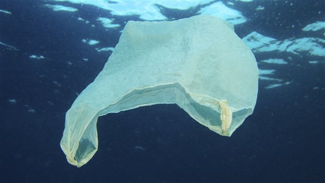  Un des milliards de sacs de plastique à la dérive dans les océans