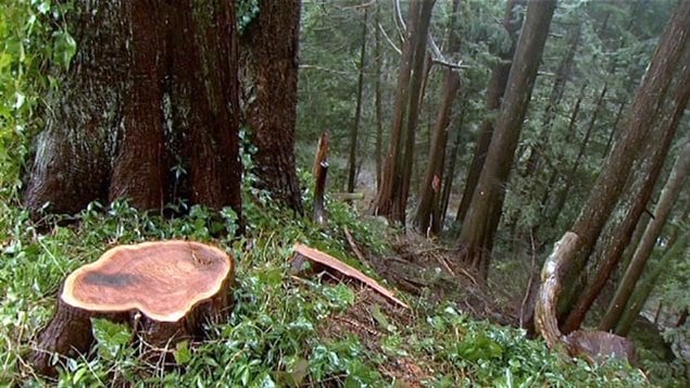  Déforestation industrielle sur les pentes des Rocheuses en Alberta