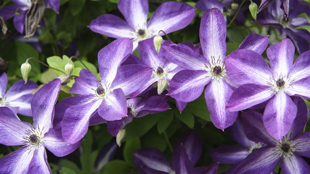 La clématite est une plante grimpante qui produit de jolies fleurs aux couleurs variées. La clématite est une plante grimpante qui produit de jolies fleurs aux couleurs variées.