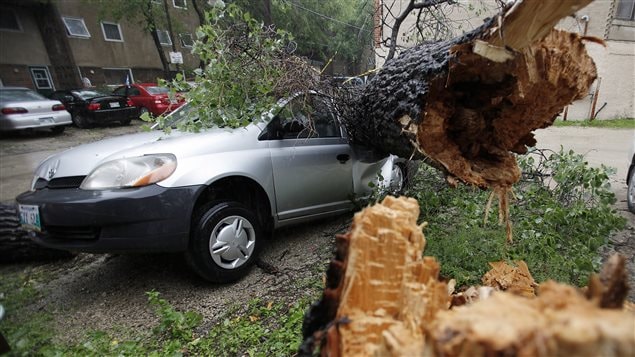 شجرة ضخمة كسرتها الرياح العاتية وأوقعتها فوق سيّارة في ونيبيغ في مقاطعة مانيتوبا في 29 حزيران يونيو 2014