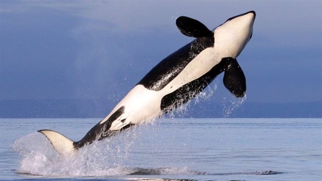 Cold-water cetaceans like orca whales would roam freely in a proposed whale sanctuary.