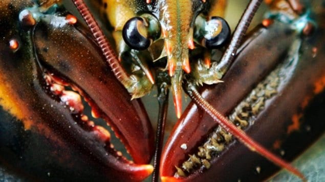  Des emplois en danger dans l'industrie de la tranformation du homard  