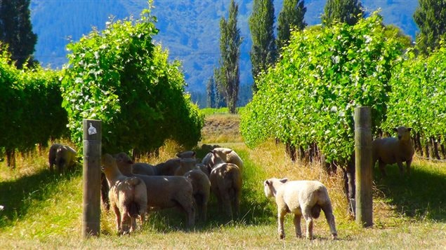 La magie des vins du Marlborough en Nouvelle-Zélande La magie des vins du Marlborough en Nouvelle-Zélande