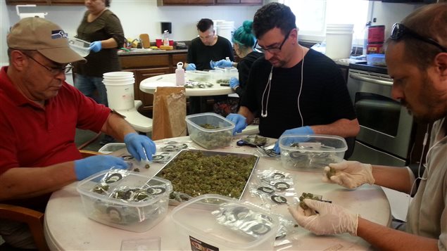 La empresa Sea Green Farms de Seattle, es uno de los raros productores acreditados por el Estado de Washington. 