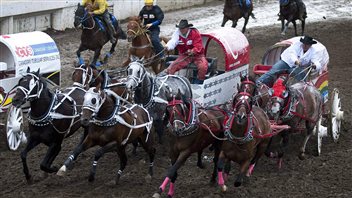 Horses race to the finish line at close quarters.There are four horses almost abreast as the line approaches. They are trailed by the chuckwagons with the drivers holding hunched forward at their seats.