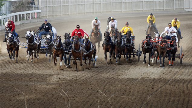 A wide shot of chuckwagons coming down the stretch at the Calgary Stampede. The horses and the wagons are grouped in especially tight fashion. Critics say the races are very dangerous for the horses.