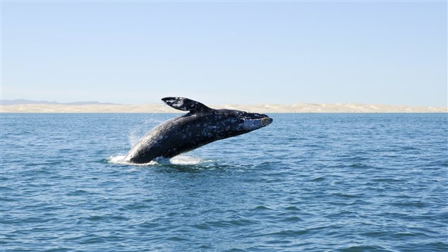 Les chercheurs ne savent pas encore ce que les baleines disent. Mais ils savent que, parmi un clan donné, les baleines utilisent les mêmes modèles de clics.