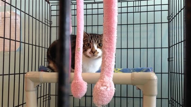 SPCA 