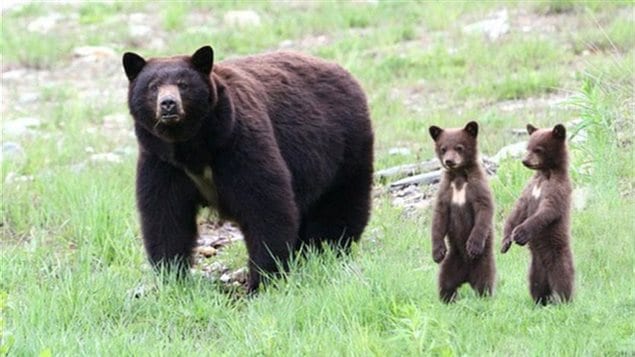  Une mère ourse noire et ses oursons