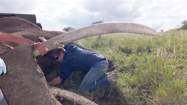 Jake Wall, a PhD geography student at the University of British Columbia, helps outfit an elephant with a satellite GPS tracking collar in northern Kenya in a handout photo. We see Mr. Wall in a dark blue shirt and jeans hunched down administering something toward the back of an elephant, who is lying on its right side. In the forefront of the photo we see the elephant's enormous tusks that frame Mr. Wall. In the background is a high blue sky with scattered white clouds above a field of long grass that appears to be quite dry.