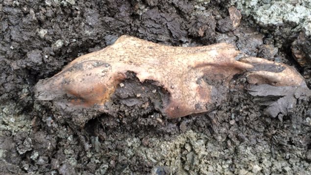  Un crâne fossilisé complet de cheval de 12 000 ans trouvé au Yukon 