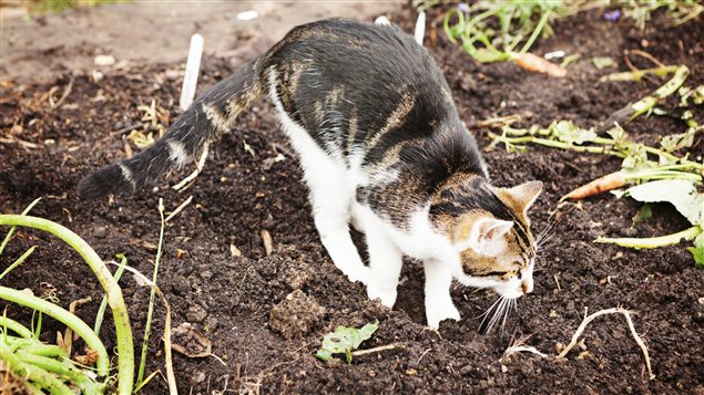 Les chats peuvent parfois être les pires ennemis des potagers Les chats peuvent parfois être les pires ennemis des potagers