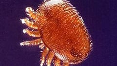 Varroa destructor