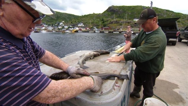 Deux résidents de Terre-Neuve et Labrador font de la pêche récréative au poissons de fond par un beau matin ensoleillé en juillet dernier.