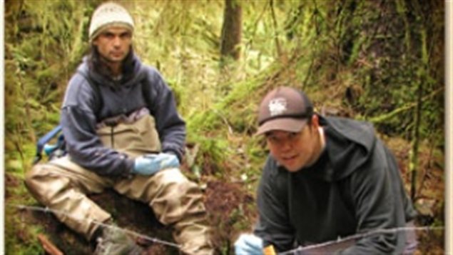 Jordan Wilson et William Housty recueillent des échantillons de poils d'ours pris dans les collets métalliques installés près de la rivière Koeye.
