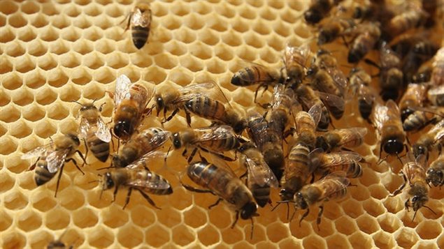 Des abeilles saines