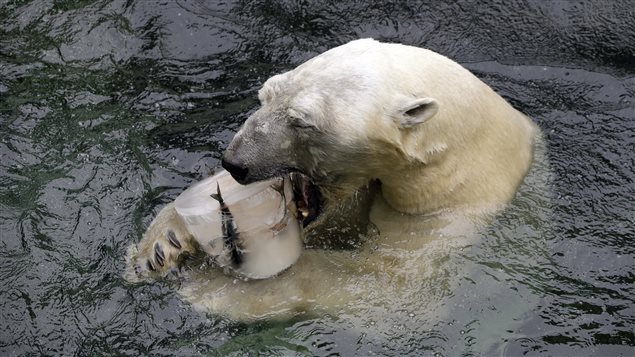 Arturo está muy lejos de placeres comunes a otros osos polares incluso en cautiverio.