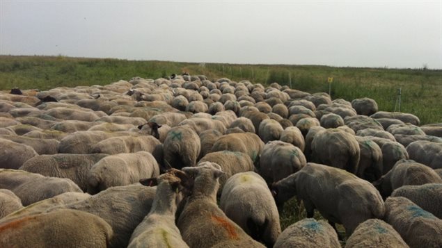 Des centaines de moutons broutent l'herbe de la baissière du nord-est de Saskatoon, le 20 juillet 2014.