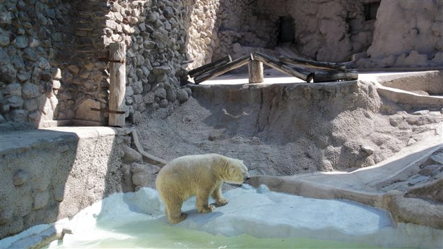 L'ours Arturo au zoo de Mendoza