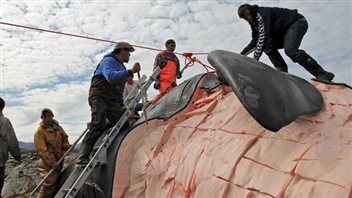 Dépeçage d'une baleine boréale