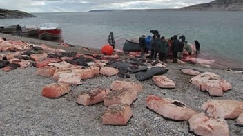  Des chasseurs de baleine boréale faisant boucherie