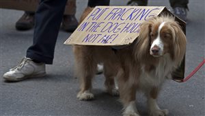 A decorated dog makes his presence felt at an anti-fracking demonstration outside the Nova Scotia legislature in Halifax in April, 2011. The dog is a blond-brown and white mutt, somewhat bigger than a cocker spaniel with something of a collie-like face. He is in the right forefront of the picture, looking to his right. Behind him, we see the right leg and foot of a demonstrator wearing dark pants and white sneakers behind him. The dog is has a cardboard sign draped over his back. It says PUT FRACKING IN THE DOG HOUSE NOT ME! His paws are boot-length and white.