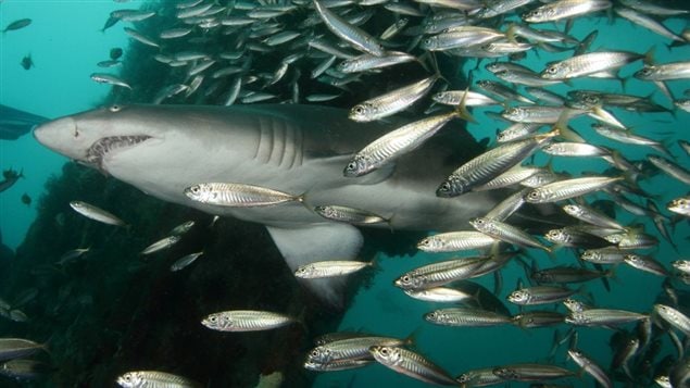 A picture of a shark swimming in turquoise water and many small silver fish. 