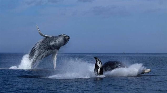  Deux baleines à bosse se donnent en spectacle près des côtes de Terre-Neuve