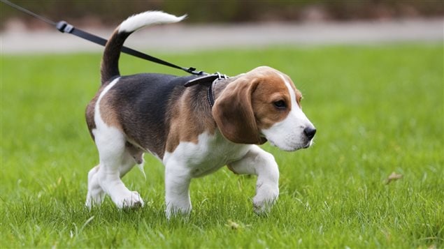 Jeune beagle en laisse Jeune beagle en laisse