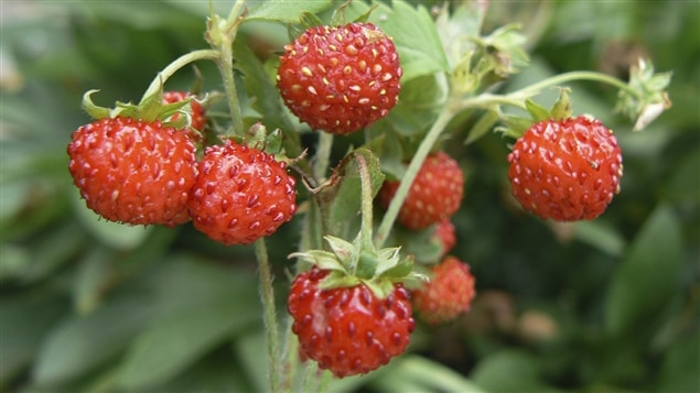 Des fraises sauvages Des fraises sauvages