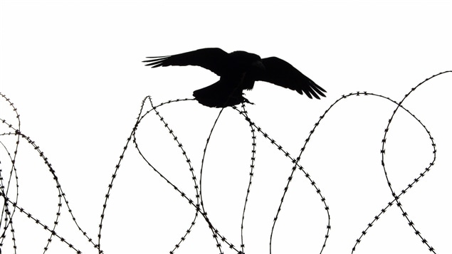 Un oiseau vole au-dessus d'un barbelé. Un oiseau vole au-dessus d'un barbelé.