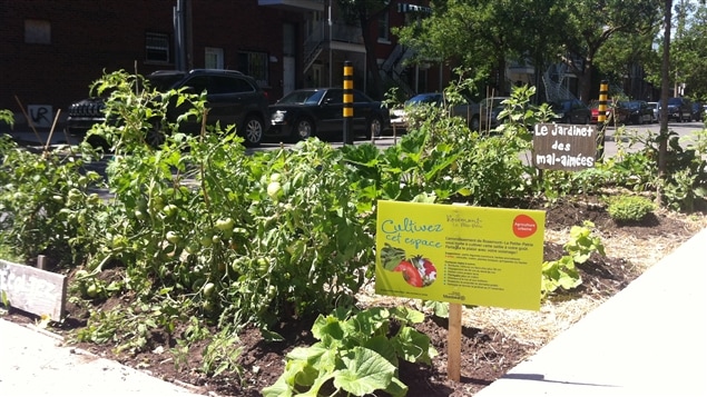 Exemple par excellence de jardinage en saillies de trottoirs : le Jardinet des mal-aimées dans l'arrondissement Rosemont–La Petite-Patrie, à Montréal Exemple par excellence de jardinage en saillies de trottoirs : le Jardinet des mal-aimées dans l'arrondissement Rosemont–La Petite-Patrie, à Montréal