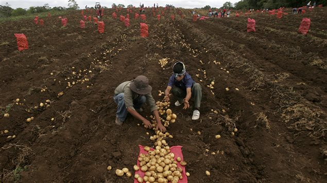 Children harvest potatoes in Nicaragua, the second poorest country in Latin America after Haiti. CoDev, a Canadian NGO, says it must now divert funds from Latin American projects because of a Canada Revenue Agency directive. We see two young people of perhaps 13 years old in the forefront of the photo. The one on the right wears a scarf on his head, the one on the left wears a cap. Both have on non-descript clothing. They are hunched to the ground and are grabbing a batch of potatoes that lie at their feet and on a red sack where they will be deposited. The boys are surrounded by hoed rows of dark earth with a smattering of potatoes spread about. In the background we see red sacks standing up. In the far right background we see other workers, also stooped over, carrying out similar tasks.