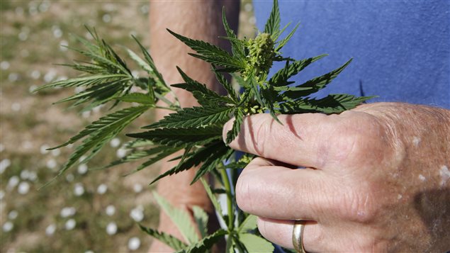 A marijuana grower inspects his crop in the US state of Colorado, where the drug is now legal. Pundits say pot could be a much discussed topic in next year's federal election in Canada. The photo is a closeup of a green marijuana plant being held in the top three fingers of the left hand of the farmer. His ring finger sports a wedding ring. We vaguely see the light blue t-shit he is wearing and the left right hand extending down behind the plant.