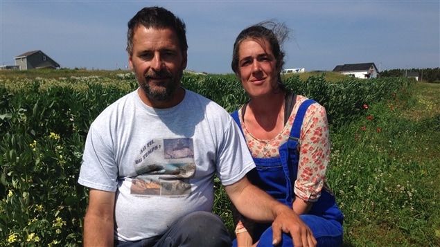 Les producteurs maraîchers Roberto Chevarie et Anne-Sophie Devanne de l'entreprise les Champs Marins, aux Îles-de-la-Madeleine Les producteurs maraîchers Roberto Chevarie et Anne-Sophie Devanne de l'entreprise les Champs Marins, aux Îles-de-la-Madeleine