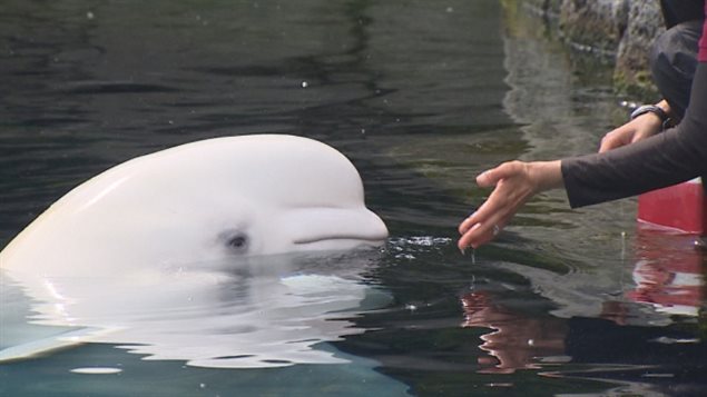 The Vancouver Park Board moved Thursday to prohibit the breeding of whales, dolphins and porpoises in Vancouver parks unless they are a threatened species.  We see the white face of small whale with his head above some still water and a human hand reaching out to it. We see his right eye, which almost appears to be a human eye.