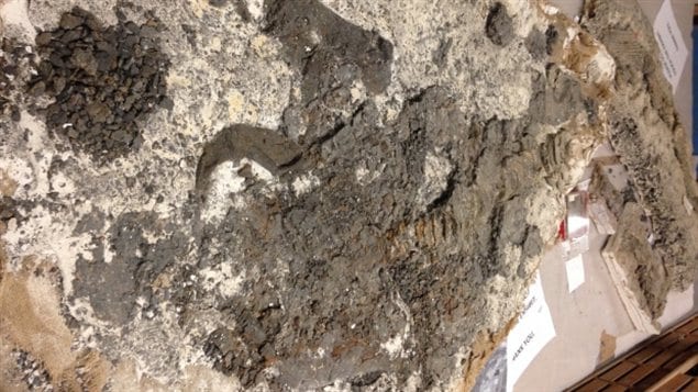 Découverts en 1975, les vestiges fossilisés d'un squalicorax font partie de la collection du Canadian Fossil Discovery Centre de Morden au Manitoba.