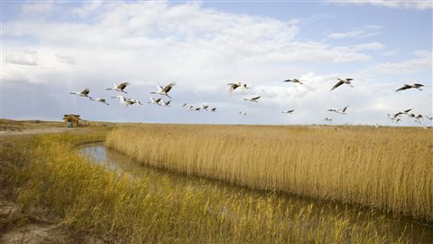 Vol de grues blanches