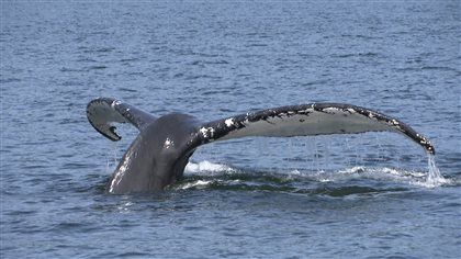 Les baleines se donnent en spectacle à Gaspé - ICI.Radio-Canada.ca